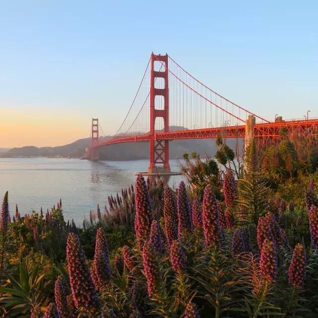 The Golden Gate Bridge is pictured with large flowers in the foreground.